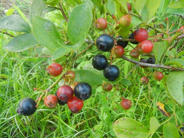 c0361298_22373732.jpg