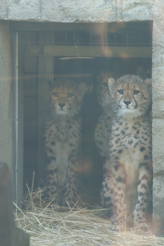 ピューマ 額装付 猫 ライオン チーター #1 The Cheetah Cubs Got Lost in the Fight Between Lions and