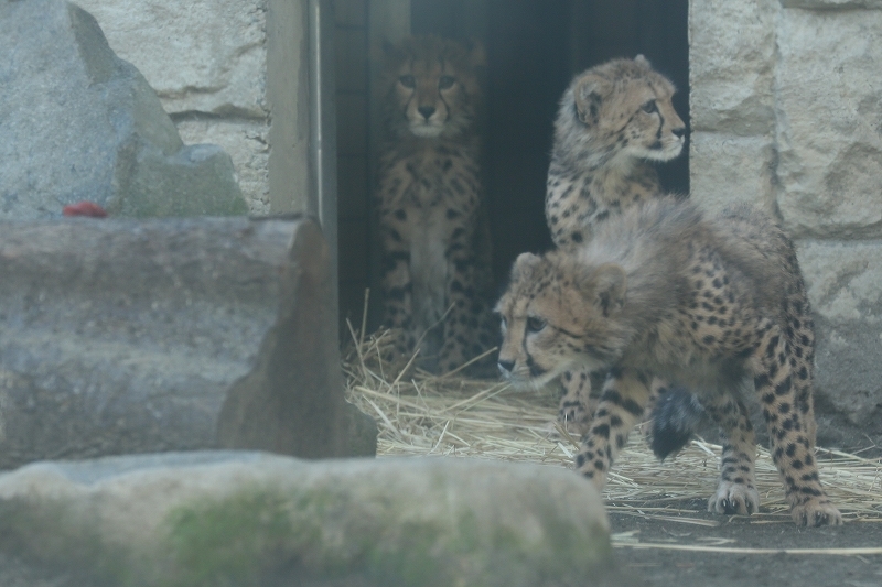 僕たち6月8日に生まれたチーター4兄弟。ママが死んじゃった