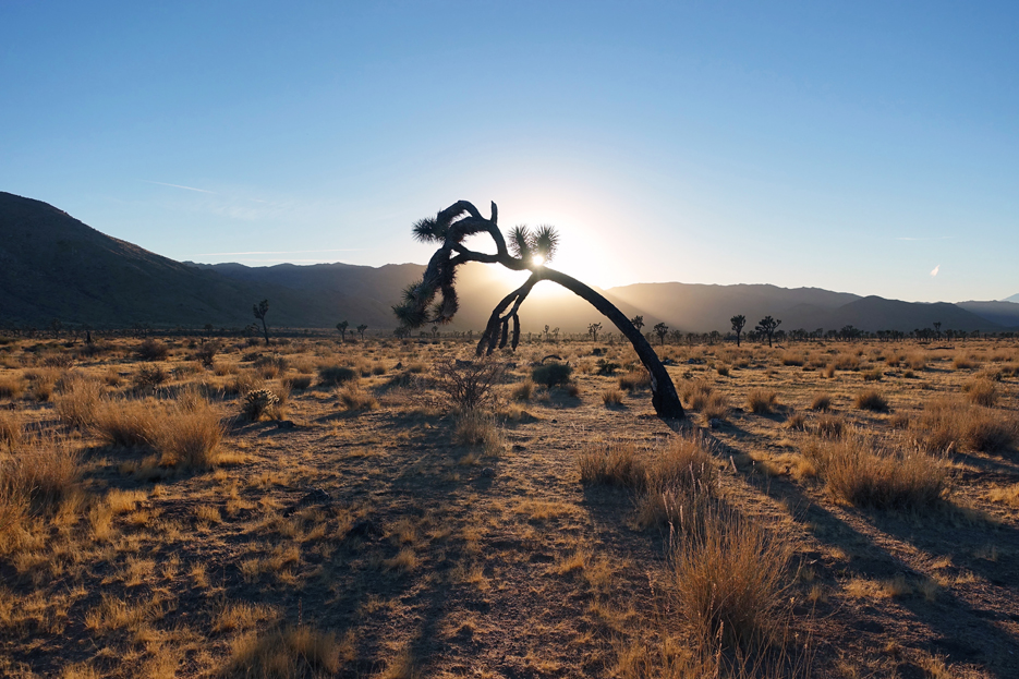 月の砂漠　: Joshua Tree _d0361902_11285861.jpg