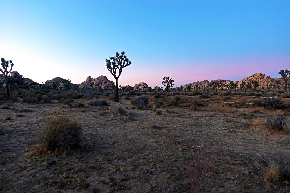 月の砂漠　: Joshua Tree _d0361902_12503274.jpg