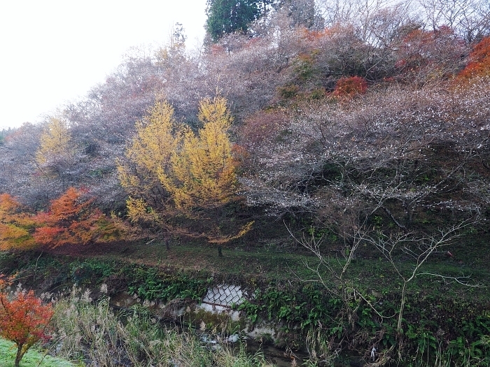 豊田市小原・川見四季桜の里　2017　その2_e0075403_15180812.jpg