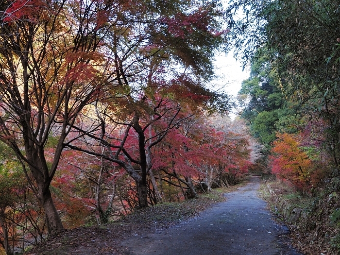 豊田市小原・川見四季桜の里　2017　その2_e0075403_15182488.jpg