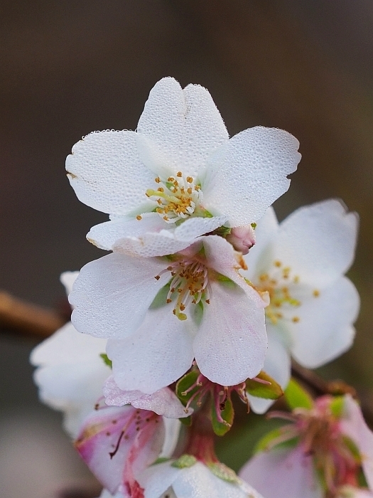 豊田市小原・川見四季桜の里　2017　その2_e0075403_15184734.jpg