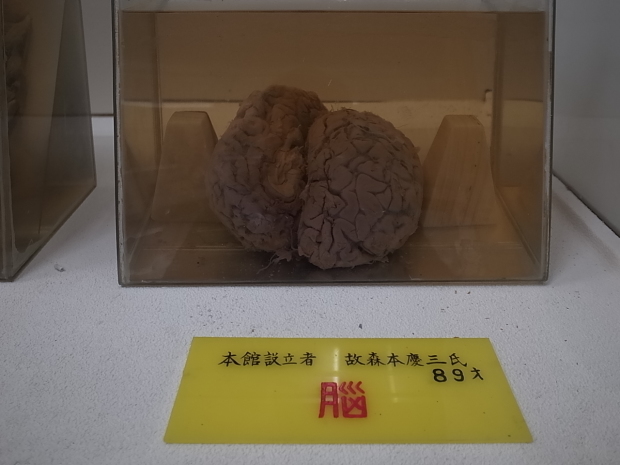 つやま自然のふしぎ館~誕生寺_f0197703_11184558.jpg