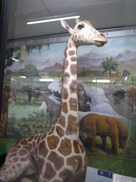 つやま自然のふしぎ館~誕生寺_f0197703_11191966.jpg