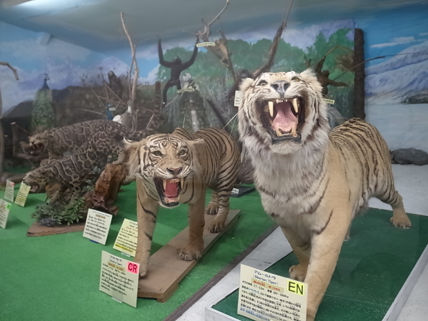 つやま自然のふしぎ館~誕生寺_f0197703_11202151.jpg