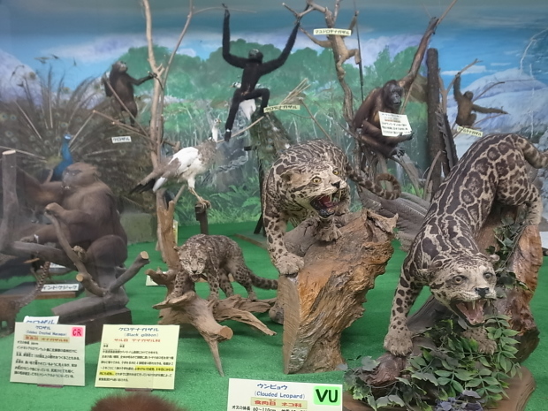 つやま自然のふしぎ館~誕生寺_f0197703_11210276.jpg