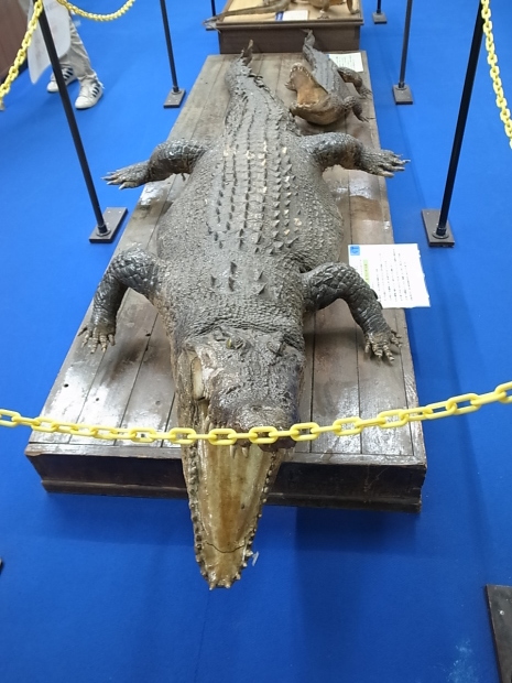 つやま自然のふしぎ館~誕生寺_f0197703_11224540.jpg