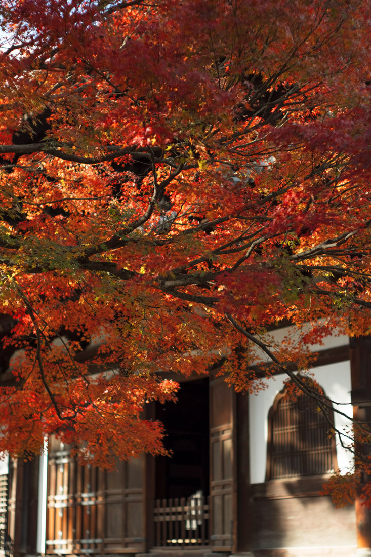 相国寺　光と影_b0221605_205270.jpg