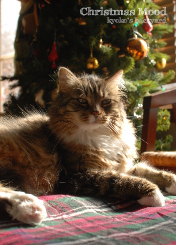 クリスマスムード_b0253205_06494196.jpg