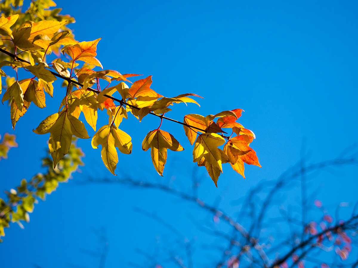 東京紅葉本番 11月27日(月) 6236_b0069507_01425044.jpg