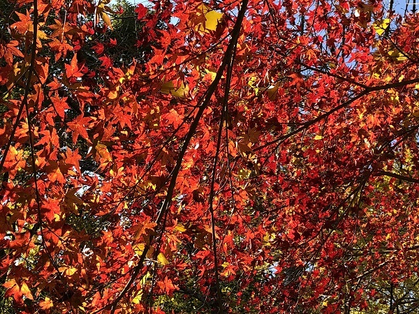 秋月紅葉 3 朝倉市秋月 今日は何処まで 秋月紅葉 3 朝倉市秋月 今日は何処まで