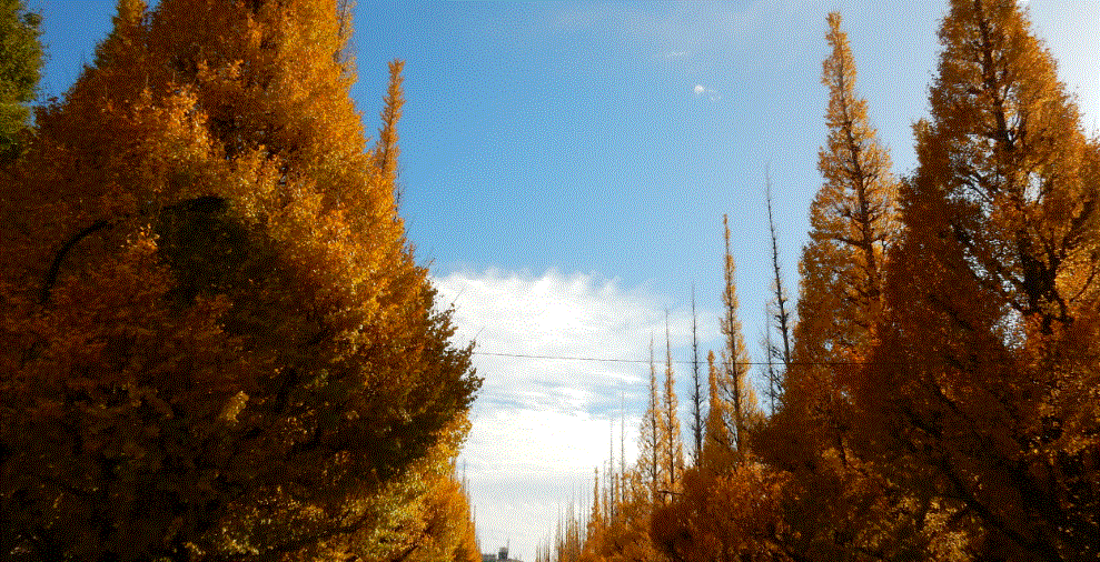f0231709_23510225.gif