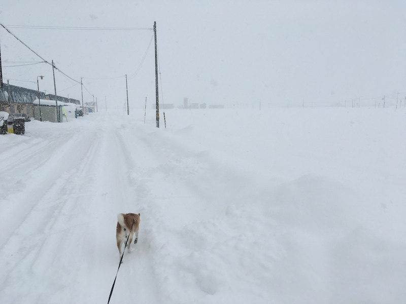 根雪かな_e0227023_10180273.jpg