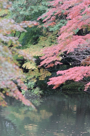 成田山公園紅葉まつり_e0364523_00030686.jpg