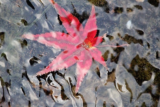 成田山公園紅葉まつり_e0364523_00034266.jpg