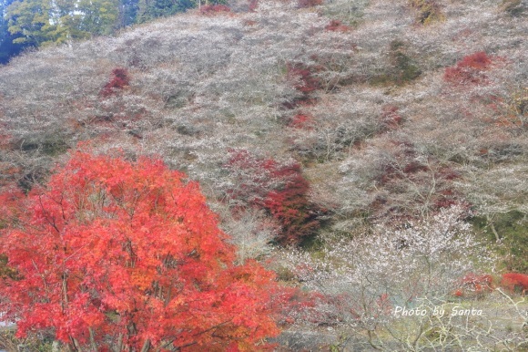 2017 小原村四季桜_c0201929_06501342.jpg