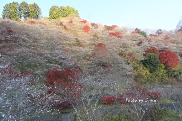 2017 小原村四季桜_c0201929_06501352.jpg