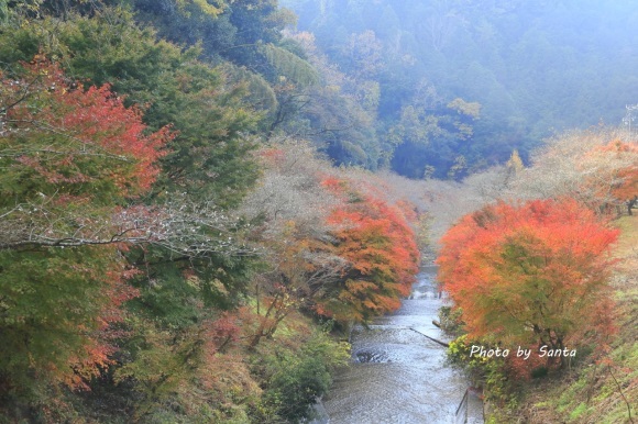 2017 小原村四季桜_c0201929_06501419.jpg