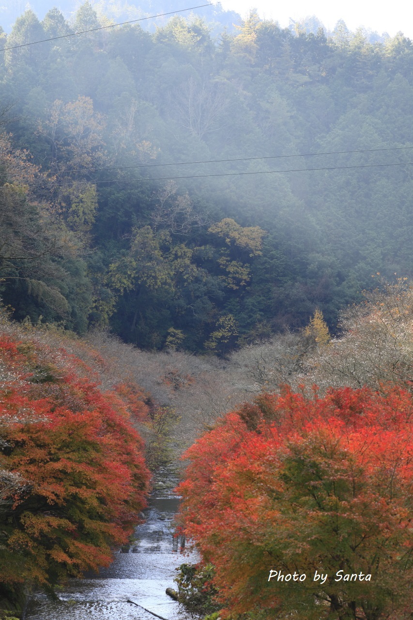 2017 小原村四季桜_c0201929_06501510.jpg