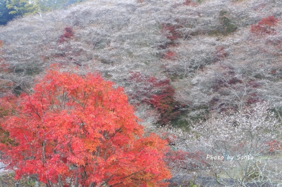 2017 小原村四季桜_c0201929_06501611.jpg