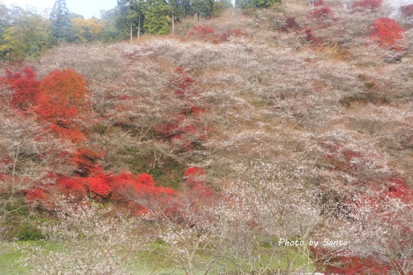 2017 小原村四季桜_c0201929_06501745.jpg