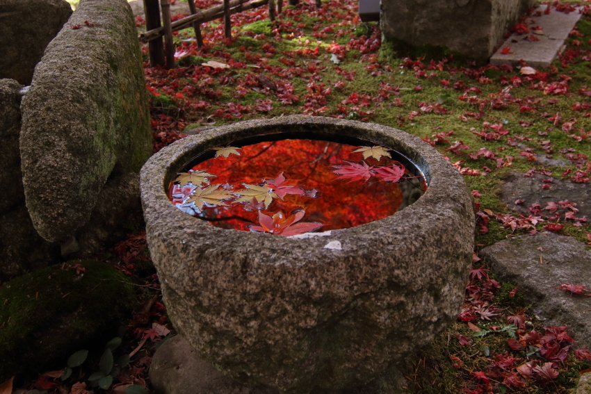 紅葉2017 ＠ 苗秀寺_e0178131_07015441.jpg