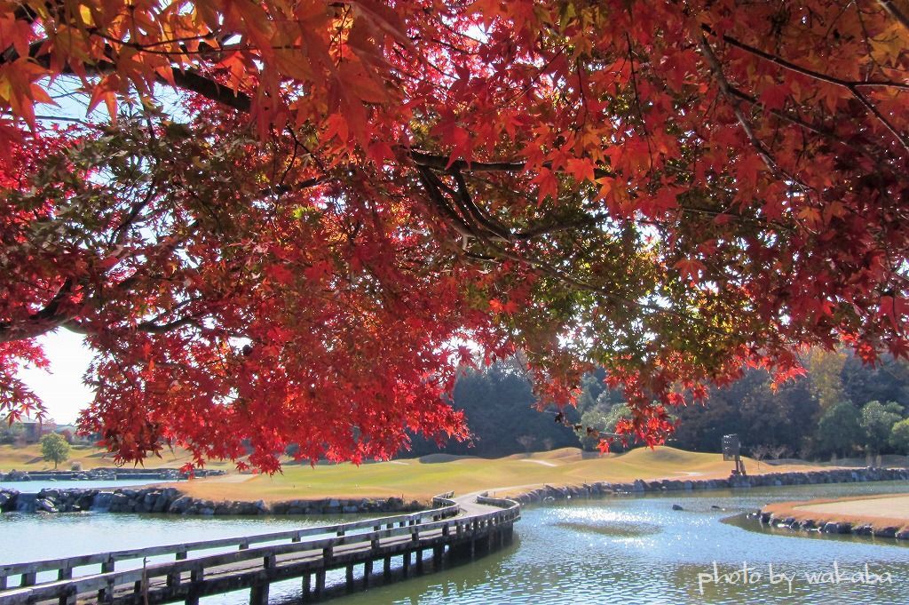 ゴルフ場の綺麗な紅葉をポケデジ撮影(^^♪_e0052135_21440508.jpg