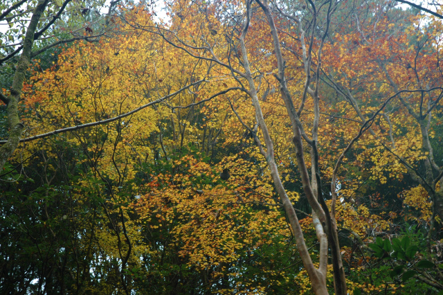 行縢山の紅葉を楽しむ！_e0272335_19584184.jpg