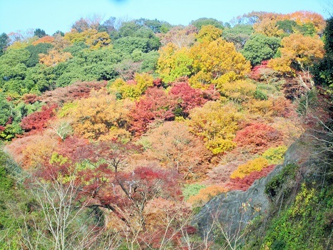 今年の紅葉は？_b0177436_12280455.jpg