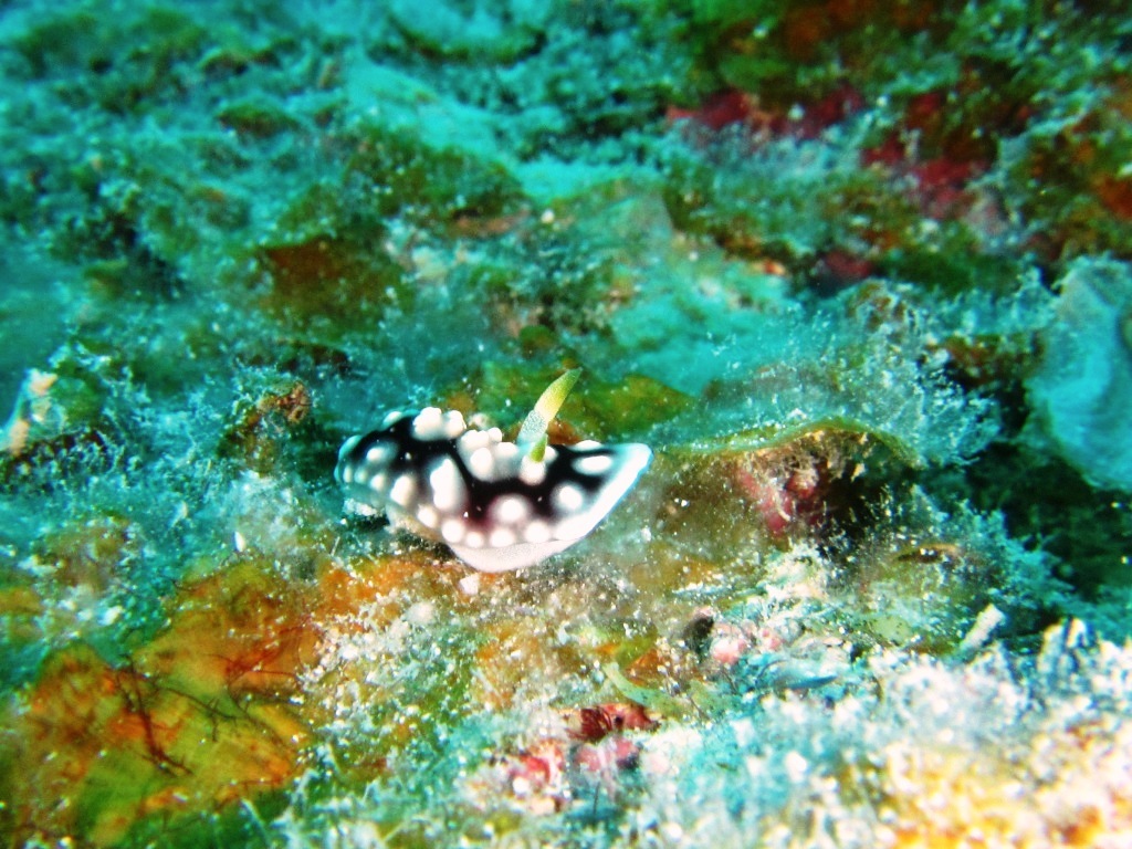 a0189838_07480724.jpg