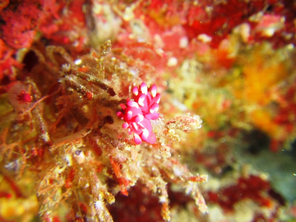 a0189838_07571520.jpg