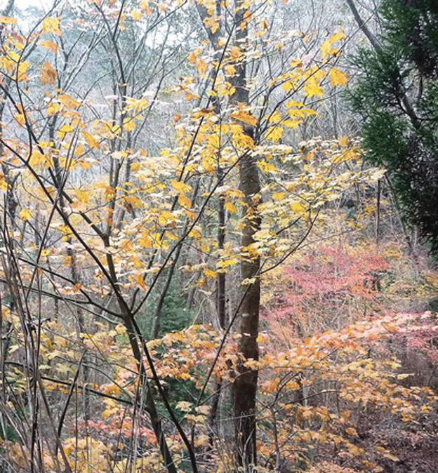 e0371039_7275160.gif