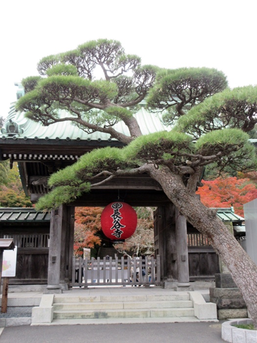 【鎌倉・長谷】長谷寺の今日の紅葉2017_b0009849_15363233.jpg