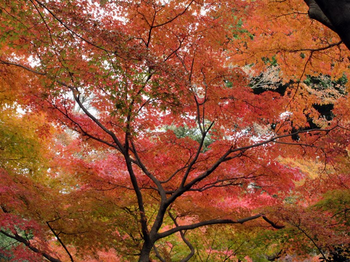 【鎌倉・長谷】長谷寺の今日の紅葉2017_b0009849_1537851.jpg