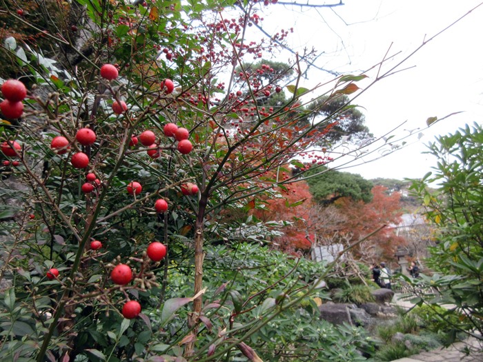 【鎌倉・長谷】長谷寺の今日の紅葉2017_b0009849_15431975.jpg