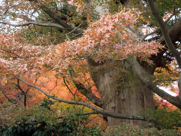 【鎌倉・長谷】長谷寺の今日の紅葉2017_b0009849_15444467.jpg