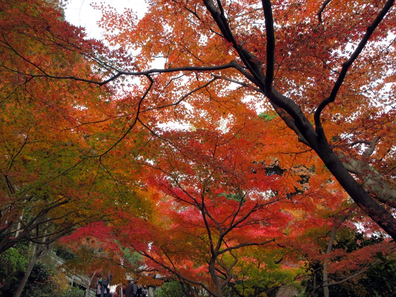 【鎌倉・長谷】長谷寺の今日の紅葉2017_b0009849_1548113.jpg
