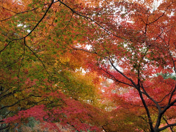 【鎌倉・長谷】長谷寺の今日の紅葉2017_b0009849_1549268.jpg