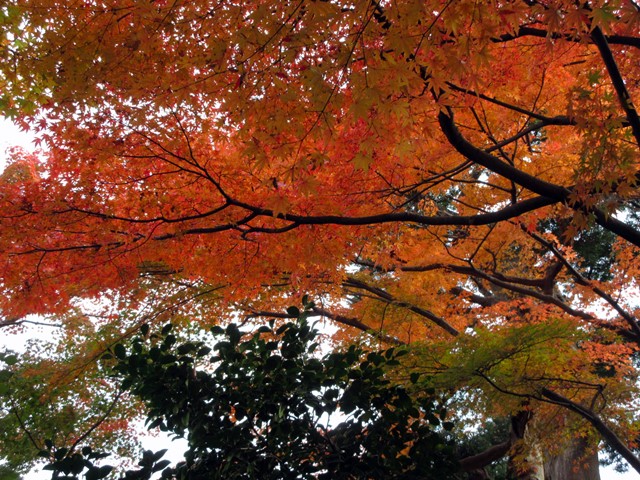 【鎌倉・長谷】長谷寺の今日の紅葉2017_b0009849_15501029.jpg