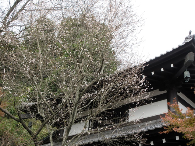 【鎌倉・長谷】長谷寺の今日の紅葉2017_b0009849_15543831.jpg