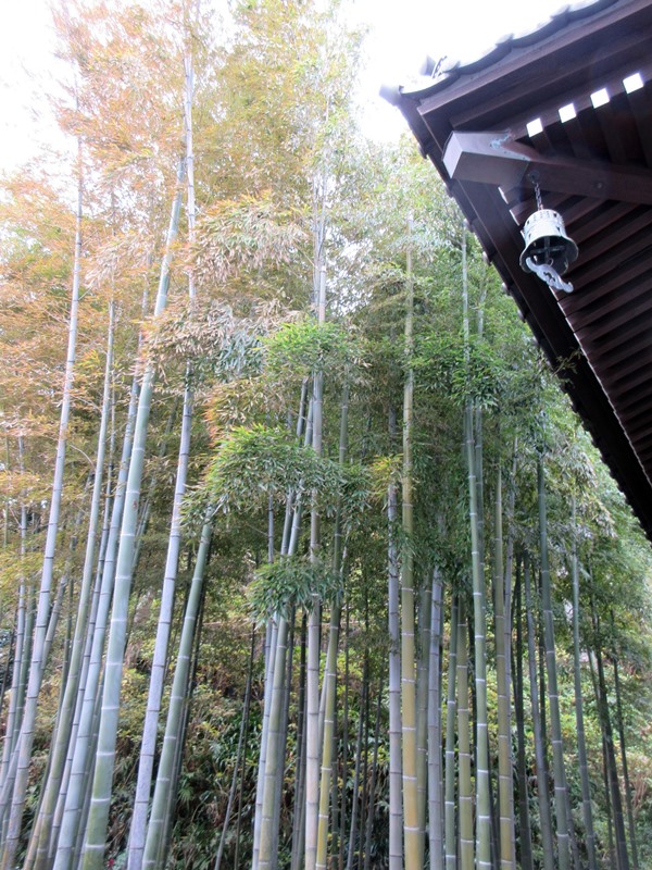【鎌倉・長谷】長谷寺の今日の紅葉2017_b0009849_15554571.jpg