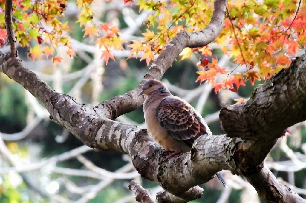 最近出会った鳥さん、猫さん、水鳥さんなど_b0236251_11525585.jpg