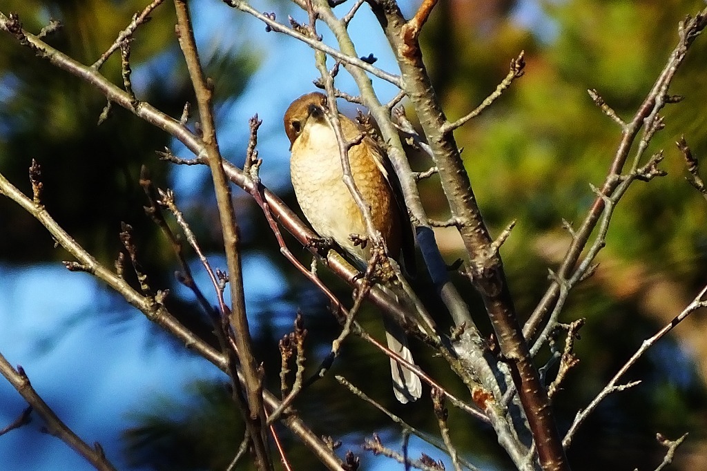 最近出会った鳥さん、猫さん、水鳥さんなど_b0236251_11562349.jpg