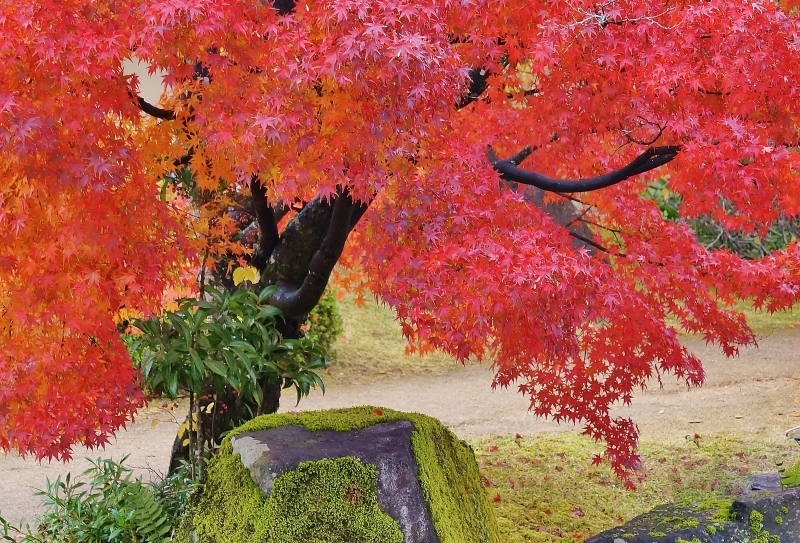 好古園「築山池泉の庭」の紅葉_b0063958_23012248.jpg