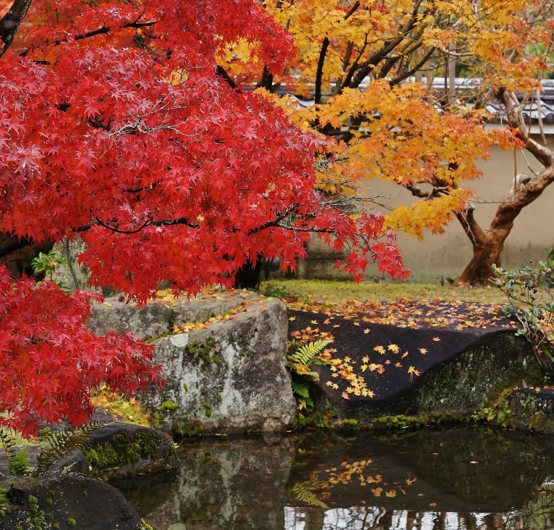好古園「築山池泉の庭」の紅葉_b0063958_23035162.jpg
