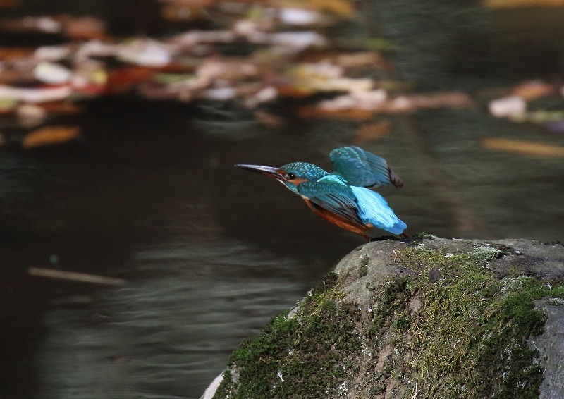 Ｋ山公園にて_c0114159_09205757.jpg