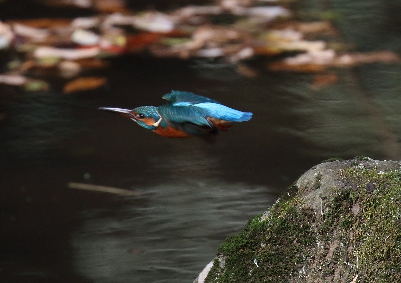 Ｋ山公園にて_c0114159_09210912.jpg