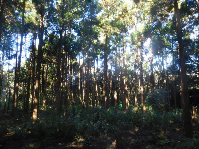 d0098363_1750237.jpg
